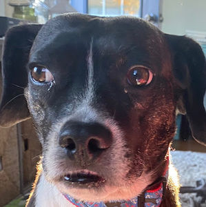 Meet your Posher, Charlotte